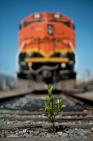 Life Finds a Way